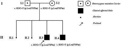 Early Onset of Combined Oxidative Phosphorylation Deficiency in Two Chinese <mark class="highlighted">Brothers</mark> Caused by a Homozygous (Leu275Phe) Mutation in the C1QBP Gene